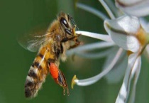 怎么才能彻底赶走马蜂 注意事项有哪些？