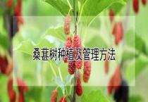 桑葚树种植及管理多久？
