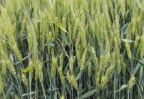 有哪些优质小麦品种 这些品种有什么特点