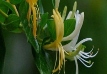 金银花保鲜多久？