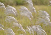 芦花飞时是什么季节