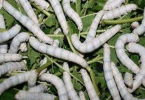 蚕宝宝吐丝结茧大约需要多少天？