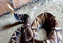 被五步蛇咬后怎样处理 被五步蛇咬后有什么症状