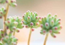 阳台全玻璃怎么养多肉