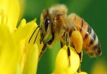 油菜蜜是最差的蜂蜜吗 附油菜蜜的营养价值