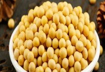 黄豆生虫怎么处理 附黄豆的储存多久？