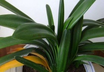 君子兰叶子有褶皱的原因？