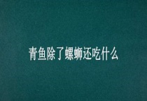 青鱼除了螺蛳还吃什么？