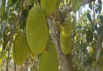 菠萝蜜实生苗结果需要几年 附菠萝蜜的生长环境