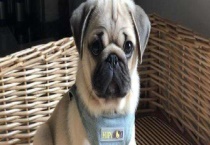 巴哥犬好养吗？巴哥犬的选择多久？