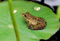 青蛙除了吃虫子还吃什么？