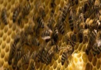 双王群(双王同箱) 附具体介绍