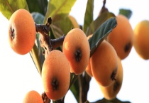 我国枇杷有哪些主产地 成熟时间是什么时候