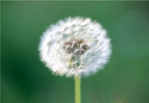 野生蒲公英有几种