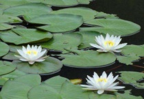 睡莲不开花有什么办法