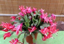 蟹爪兰的嫁接多久？