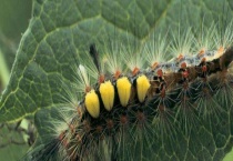 毒蛾 附其防治多久？