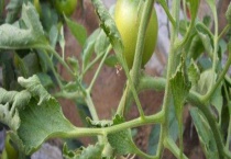 番茄叶子往下卷是什么原因？