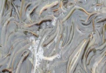 泥鳅常见病害防治方法 都有什么症状