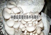 种蘑菇需要的条件有哪些？