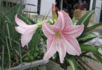 毛百合与百合的区别？