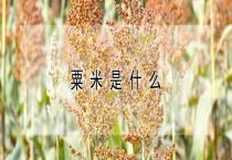 粟米是什么？