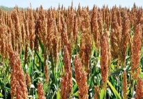 高粱产地在哪 主要栽培区在哪里