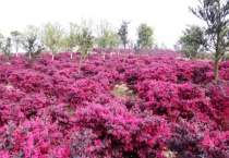 常用的绿化灌木有哪些？