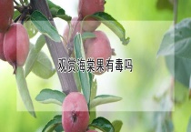 观赏海棠果有毒吗？