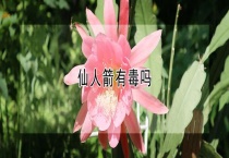 仙人箭有毒吗？