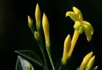 探春花与迎春花的区别？