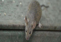 老鼠怎么灭 家里面有老鼠怎么赶走