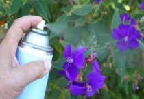 杀虫剂可以喷在植物上杀虫吗？