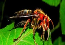 被马蜂蛰了怎么处理才好 附注意事项