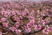 桃树杏树梨树柿树哪个寿命最短