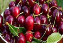 车厘子的种子可以种吗？