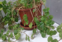 吸毒草开花吗？