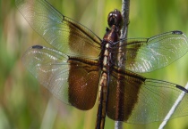 蜻蜓是昆虫吗？是益虫吗？寿命如何