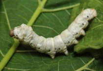 蚕变成飞蛾后怎么办？