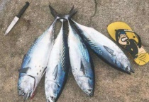 如何区分金枪鱼和鲅鱼