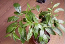 不开花的植物图片名称