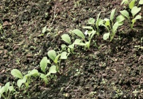 萝卜苗为什么东倒西歪