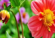 小丽花和大丽花区别？