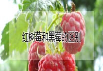 红树莓和黑莓的区别？