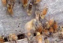 一箱意蜂一年变50箱是真的吗 附注意事项