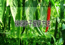 辣椒种子催芽多久？