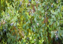 蓝莓树和冬青树的区别？