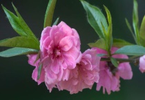 碧桃与榆叶梅的区别？