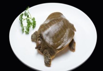 甲鱼和鳖是一样的吗？