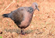 野鸽子和斑鸠的区别？ 斑鸠是保护动物吗？